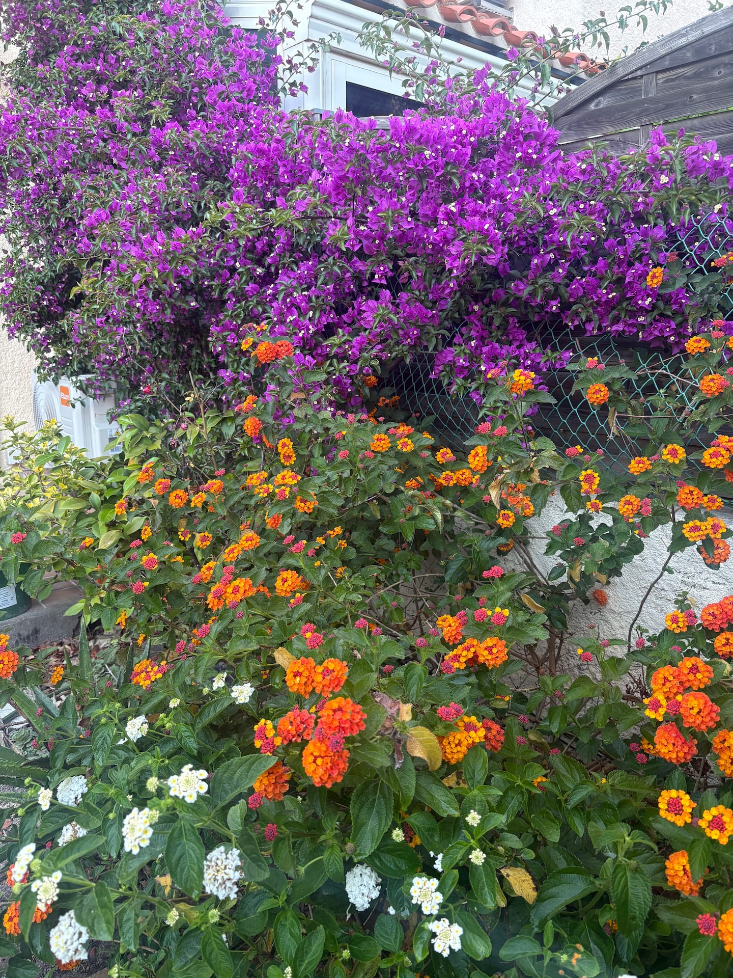 Bougainvillées et fleurs du jardin